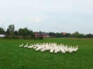neuruppin-12_bauernhof