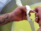 Mozzarella Paolella