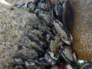 greenshells_colac_bay