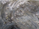 whitebait