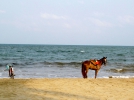 myanmar_chaungthabeach_2