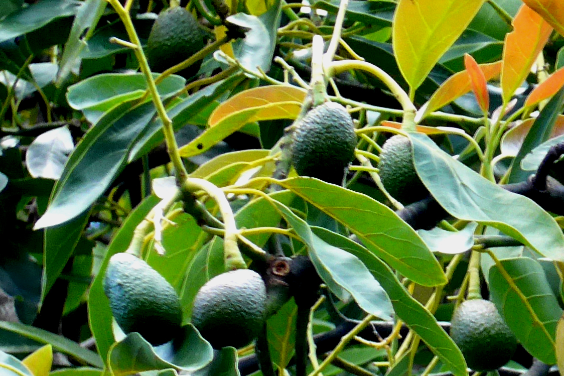 Avocado am Baum