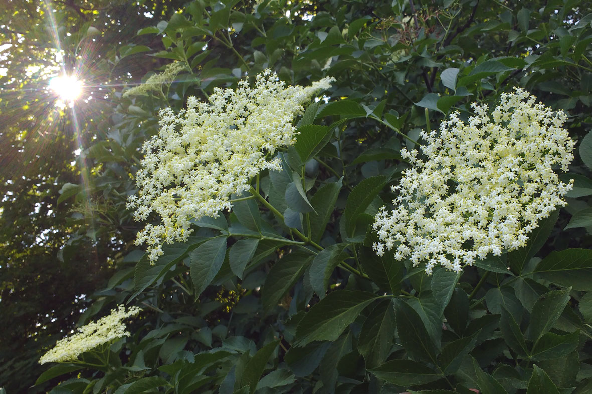 Holunderblüten am Busch