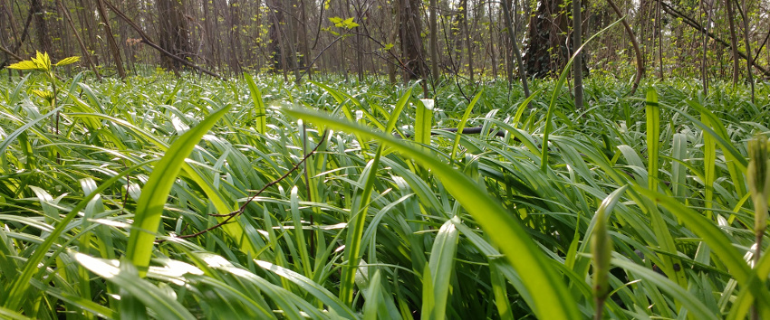 Bärlauch-Teppich im Plänterwald