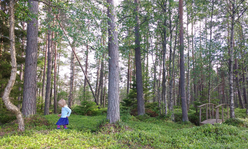 Bullerbü-Ferien in Smaland_Schweden_Blaubeeren im Ronja Räubertochter Wald