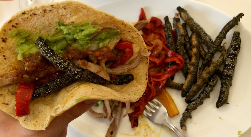 Tacos mit frittierten Chia-Würmern