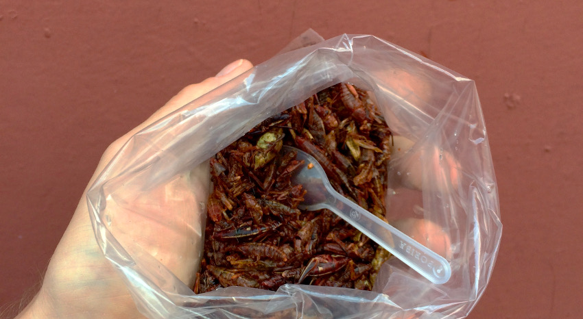 Kulinarisches Mexiko: Streetfood Grashüpfer-Snack