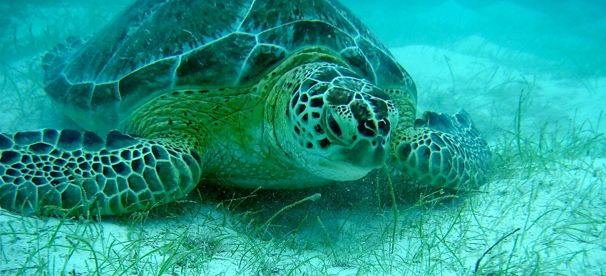 Wie alt diese Schildkröte wohl sein mag?