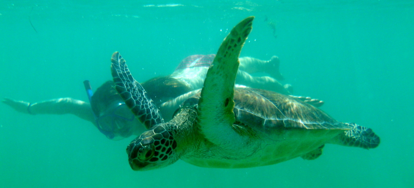 So bitte nicht! Die Schildkröten bekommen Panik, wenn man ihnen zu nah kommt, und können sogar ersticken! 