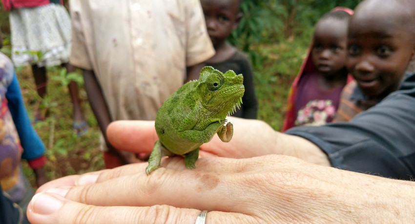 Chamäleon auf der Hand Pose Kinder staunen Uganda Mount Elgon